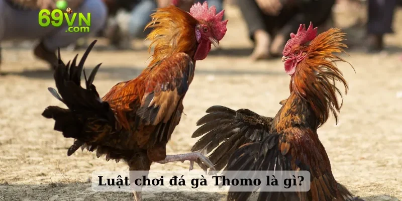 Luật chơi đá gà Thomo là gì?